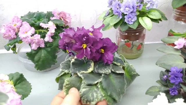 Цветение фиалочек в марте #фиалки #цветы#фиалочки