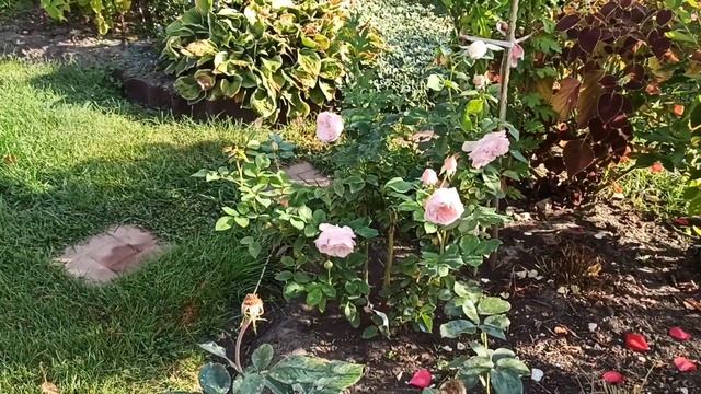 💁🌹 Мой уход за розами весь сезон с открытия до сентя?