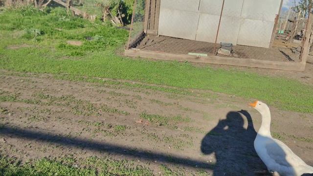 Что мы посадили в мае в огороде? Обзор сада,какой будет урожай в 2025 г...
