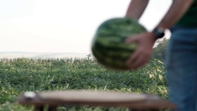 Классический арбуз сорта Сармат - раннеспелый гибрид