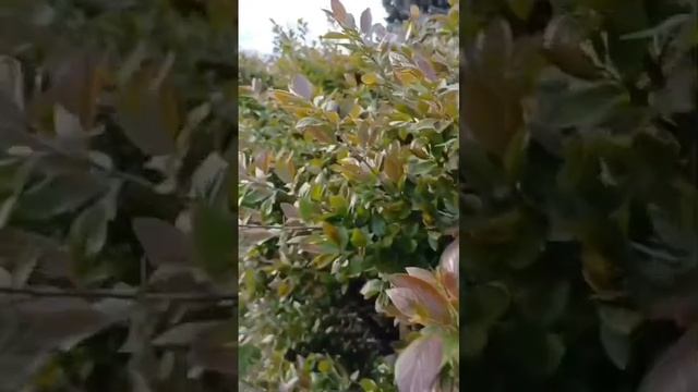 А я еду за туманом