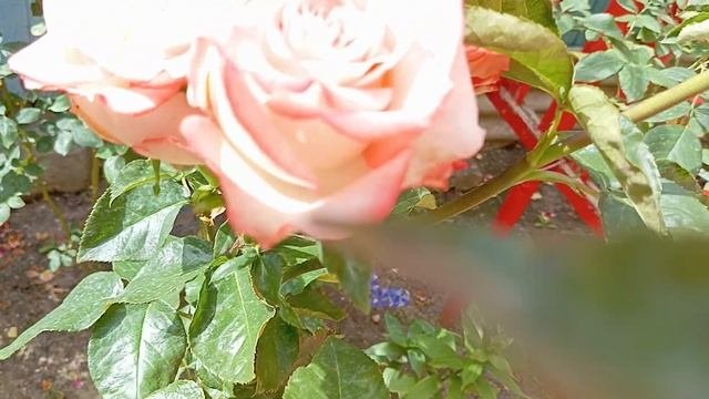 Блаш(Blush)-надзвичайно гарний сорт двокольорової ч/г тр?