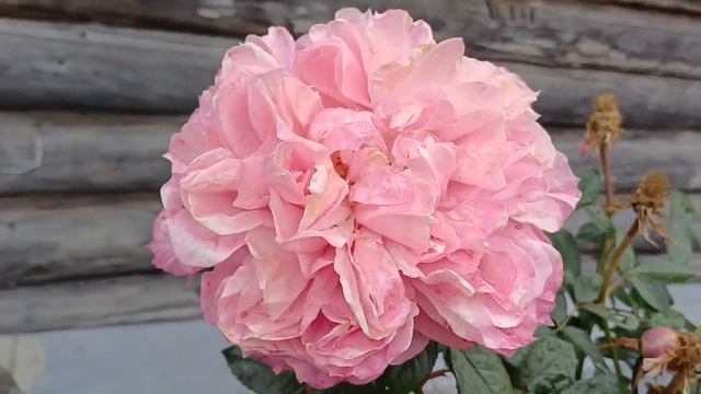 🌹Кончается сентябрь.....возвращаюсь мыслями....❤️❤️?