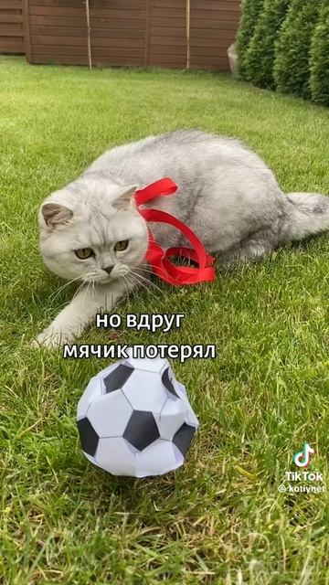 коты и футбол