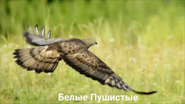 OSOED_128038_Ptitsy_Zhivotnye_Interesnye_fakty_get-save_com