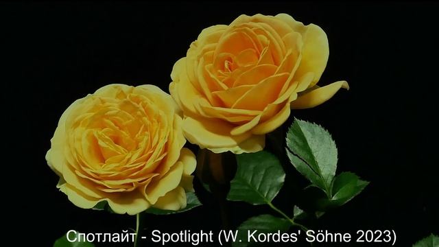 Как распускается роза Спотлайт - Spotlight (W. Kordes' Söhne 2023)