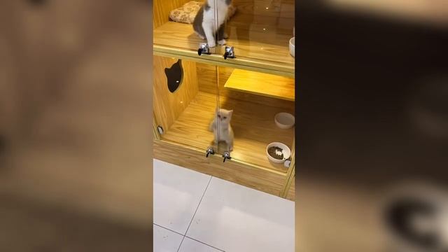 Коты и собаки, 🔥 которые заставят смеяться 😂 даже грустного — лучшие приколы 2025 😻