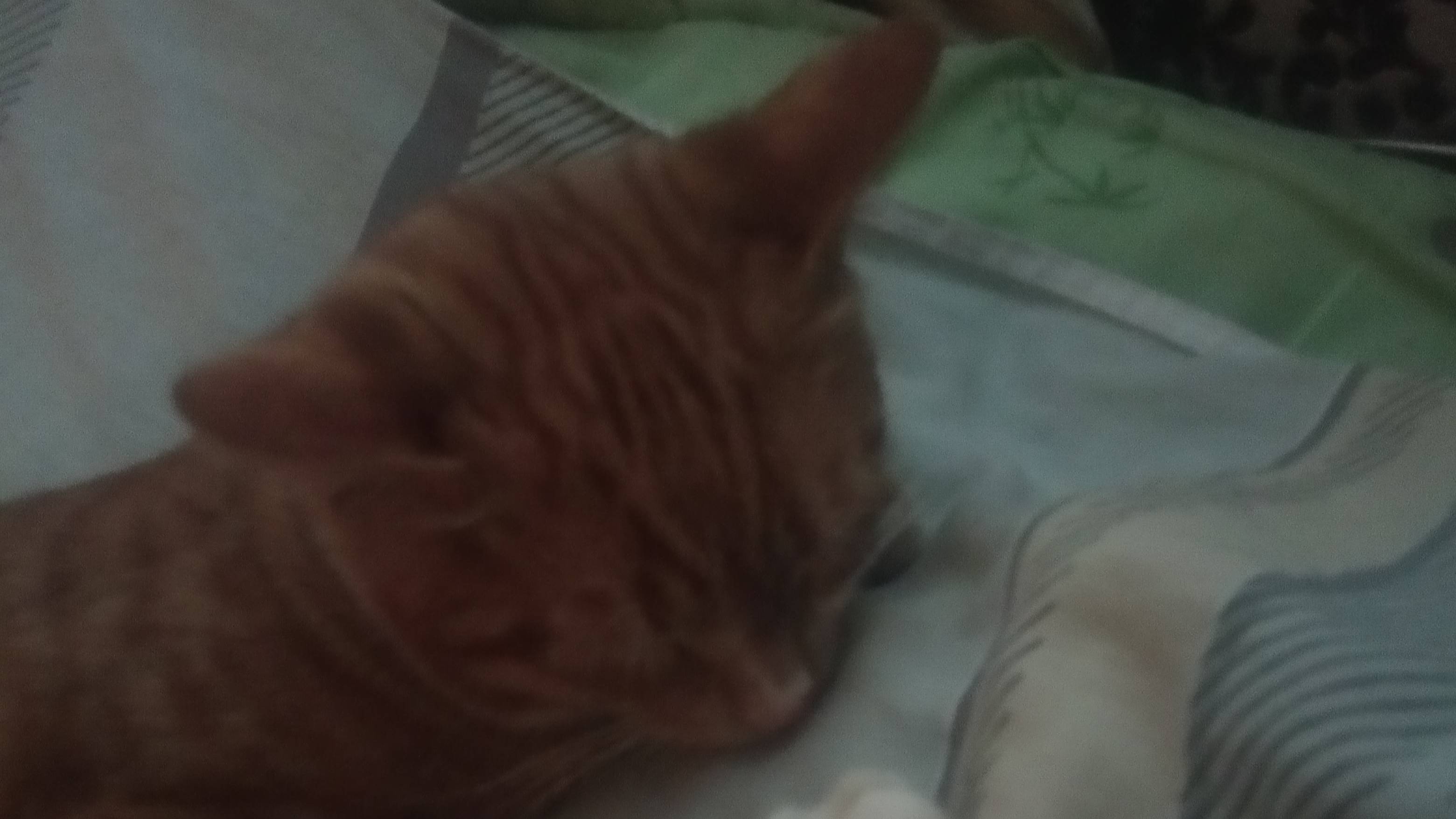 Пятница. Приятна и для кота Ура!