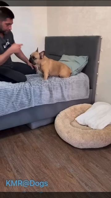 Ночь покажет, кто в доме главный😂 ( видео про собак )