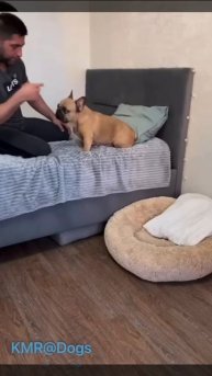 Ночь покажет, кто в доме главный😂 ( видео про собак )