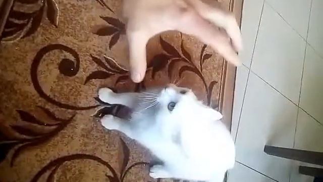 Бесстрашный белый кот показывает кунг-фу