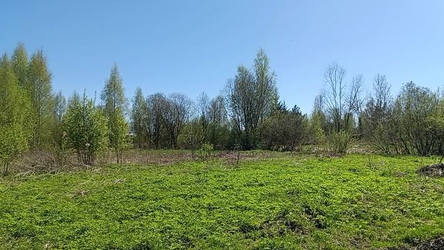 Наши пчелы уже работают.Стало тепло и они активно летают.