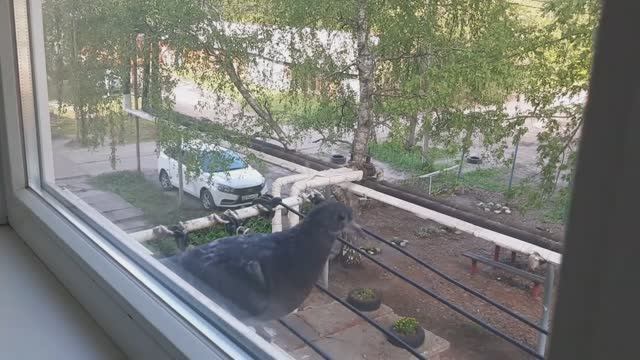Гостья на подоконнике