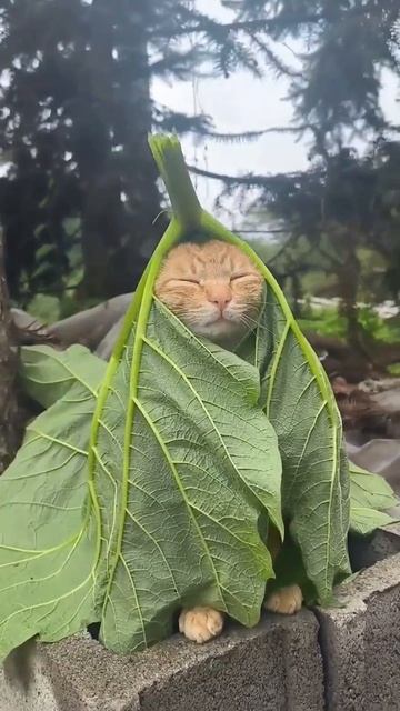кот сэнсэй