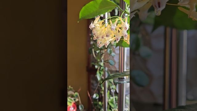Hoya multiflora@channellarysa Хойя мультифлора@channellarysa
