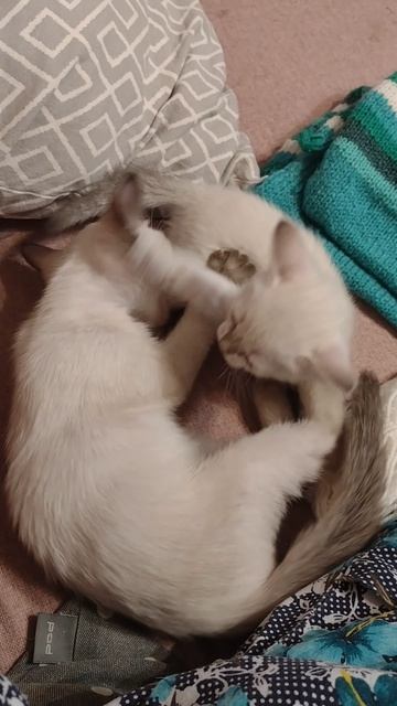Тайские котята