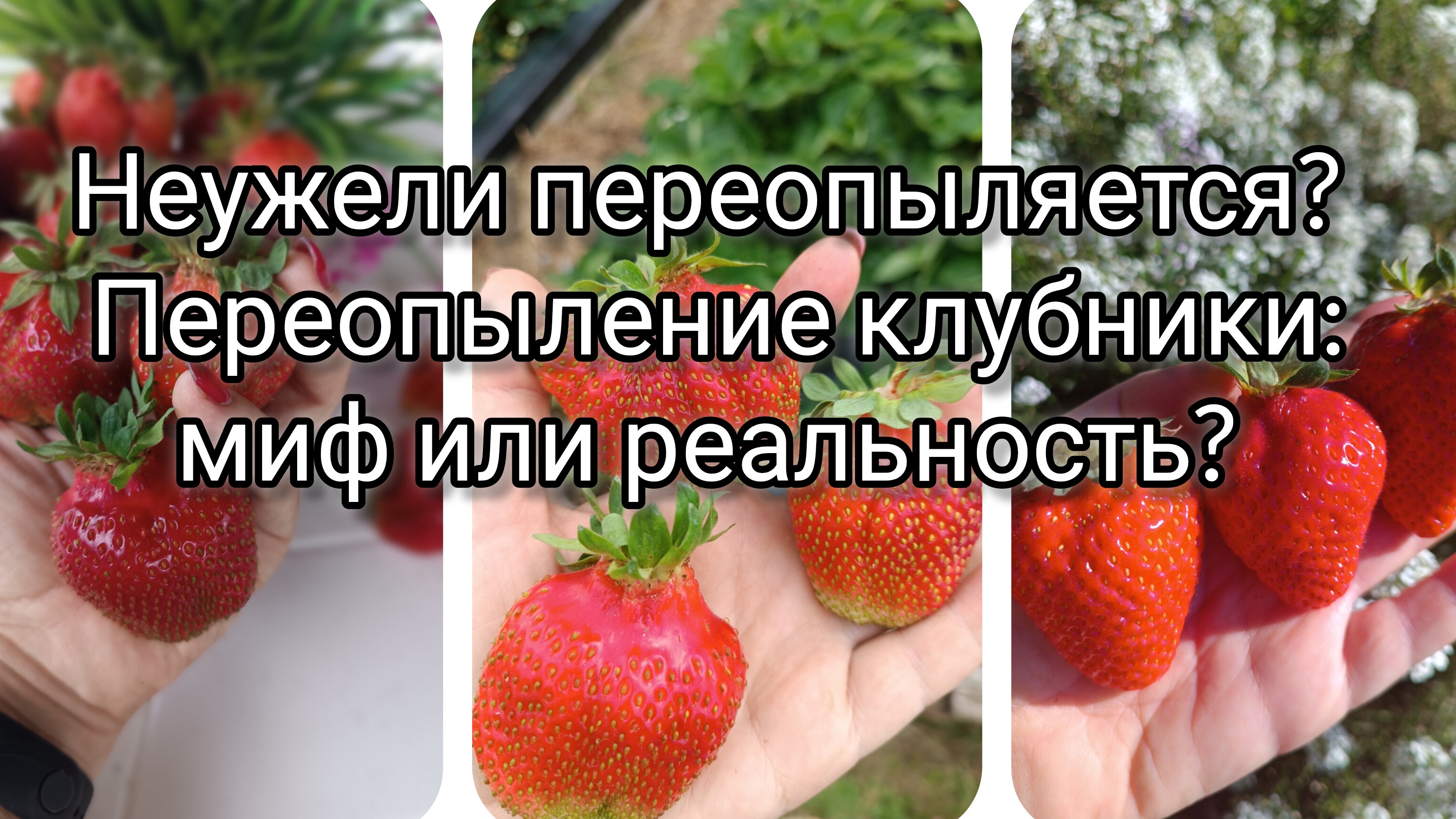 Переопыление клубники: миф или реальность?