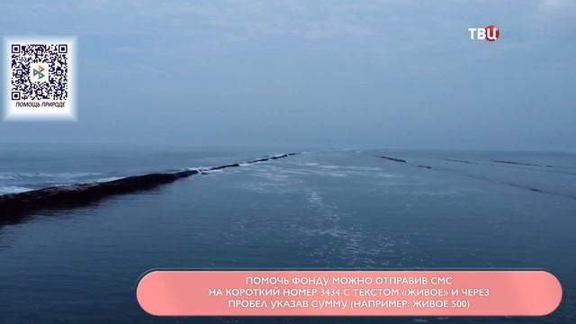 Конференция по экологии | Наша природа с Натальей Торнквист