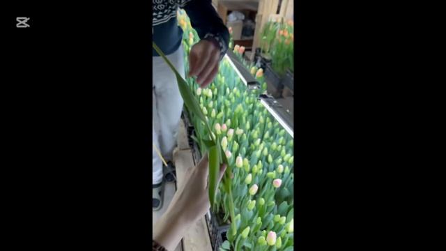Выгонка тюльпанов к 8 марта 🌷