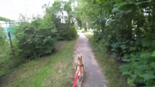 Вечерние покатушки на велосипеде с доченькой и собака