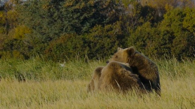 Этот парень ехал на велосипеде по лесу, но вдруг случи?