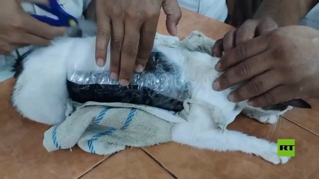 شرطة كوستاريكا تقبض على قطة تهرب المخدرات داخل سجن