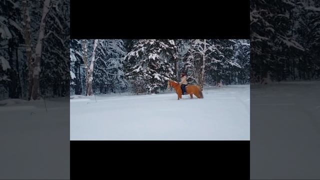 Продажа: уэльский пони 2005г.р. Сарина
