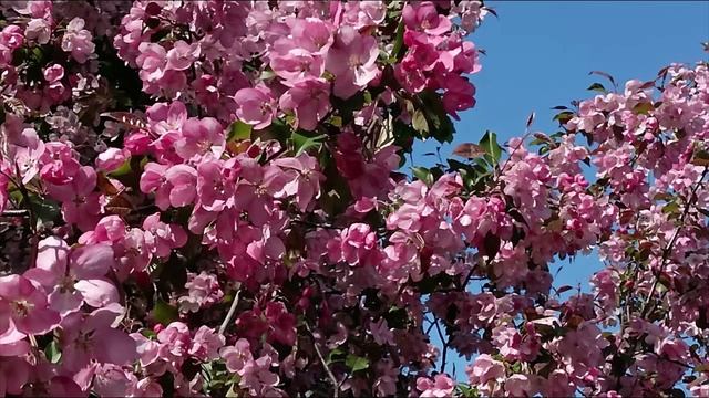 CITY sketches..spring.sakura.spring 🌼 🌼 🌼 🌼 🌼 весенние цветы яблони,яблоки