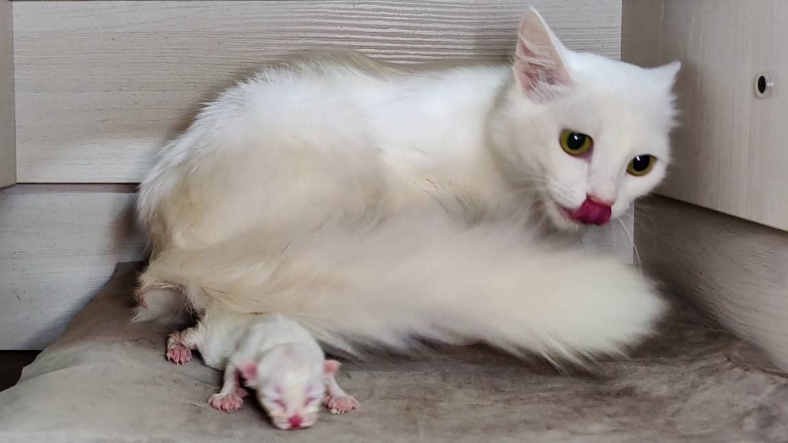 Новорожденный котенок. Второй день. Мама-кошка разговаривает с новорожденным котенком.