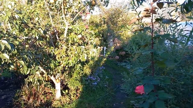 12 октября 21 роза, ожидание заморозка