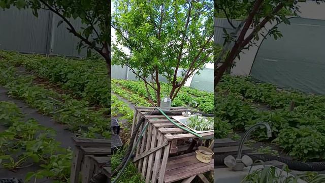 20.05.25 Ягоды кормлю под корень