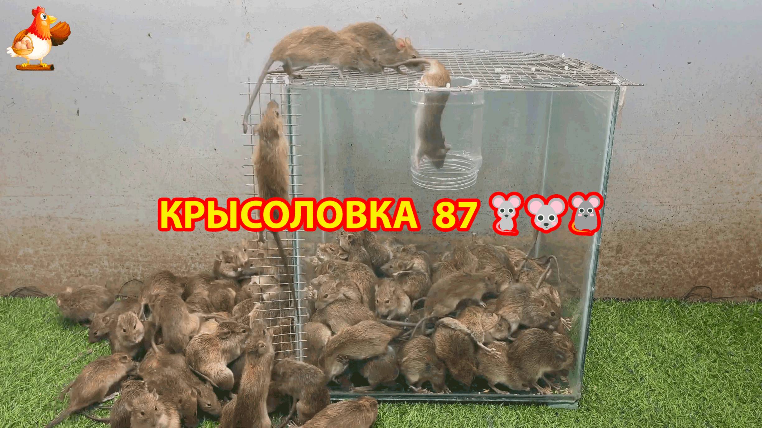 Крысоловка вариант (87) 🐀 Как сделать крысоловку своими руками и поймать кучу крыс 🐀🐁🐀