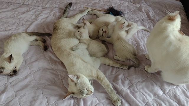 Кошка Синистра с котятами, тут же и Чисаня