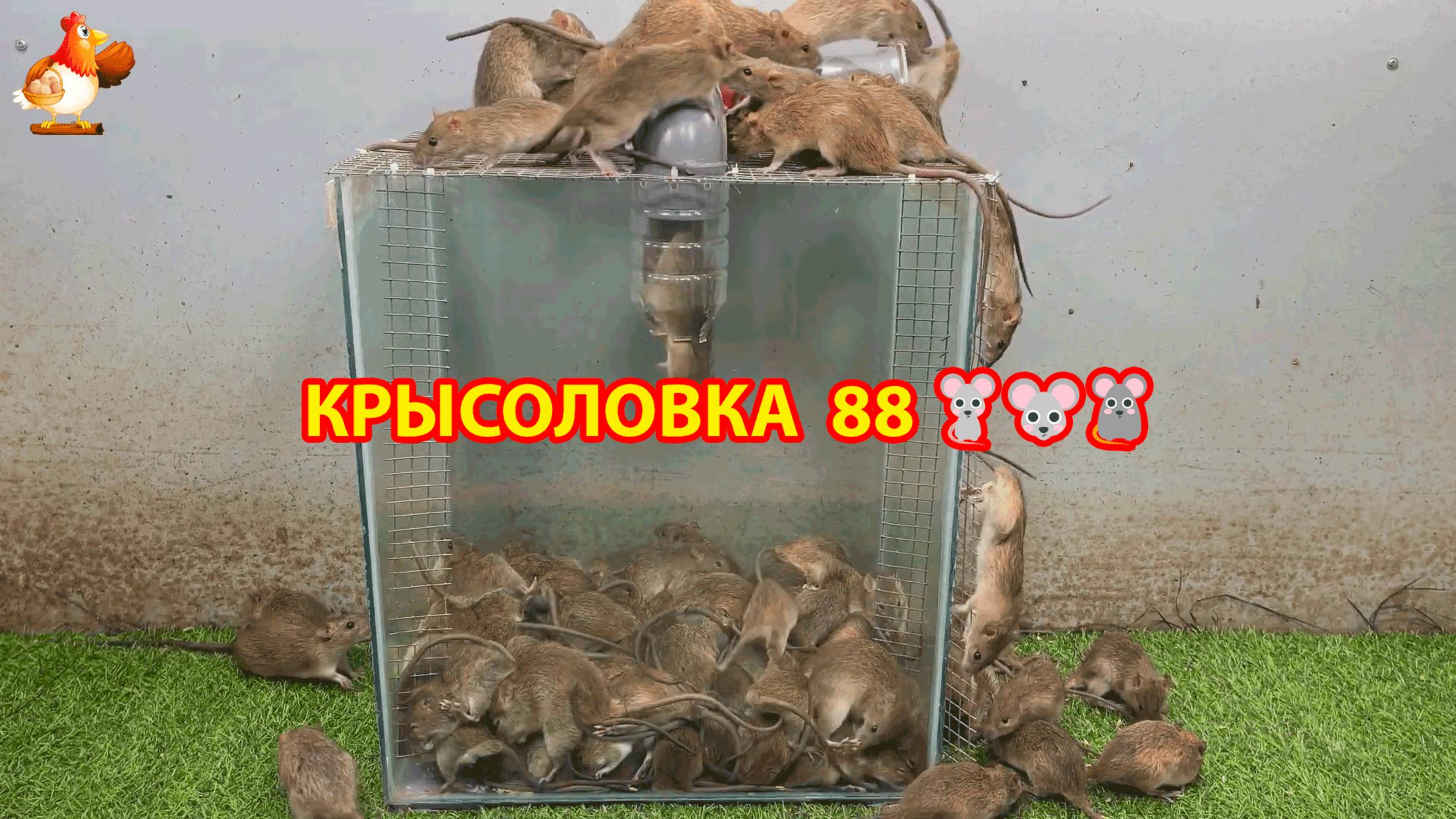 Крысоловка вариант (88) 🐀 Как сделать крысоловку своими руками и поймать кучу крыс 🐀🐁🐀