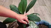 Спатифилум сенсация ,,Канифоль,, пересадка