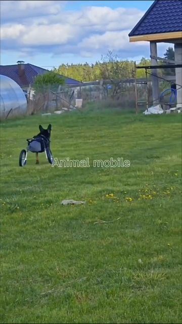 Коляска Animal mobile для собаки инвалида