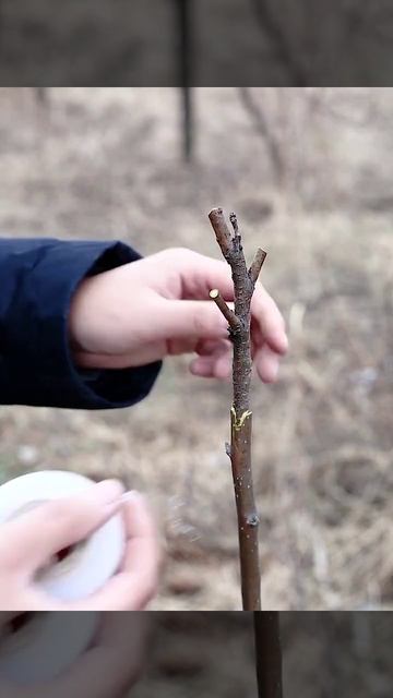 Садовый секатор для прививки.