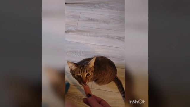 кот барс.mp4