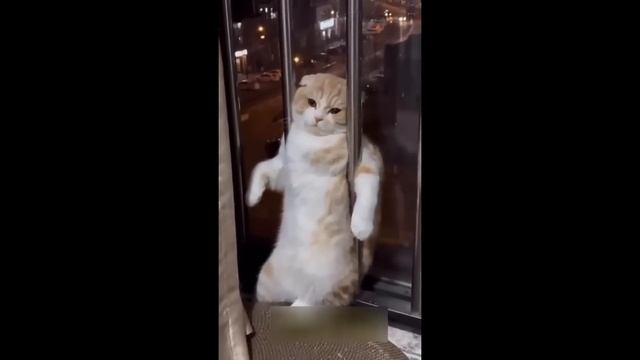 Приколы с котами! - С ОЗВУЧКОЙ! Самые смешные животные!