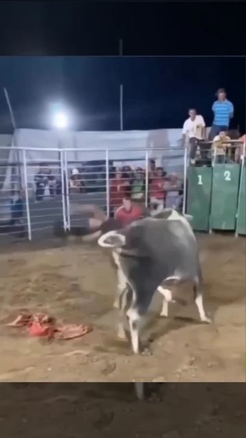 Таких тореадоров этот бык ещё не встречал😮