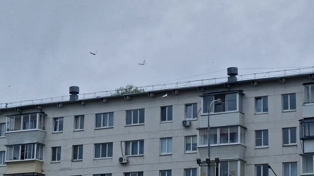 запуск голубей