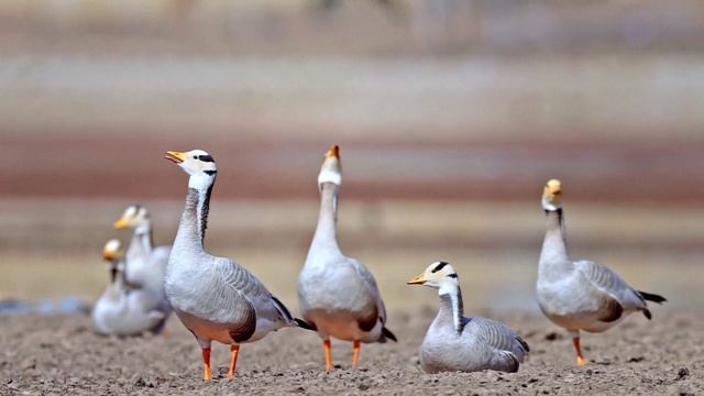 🦢Перелётные птицы на озере Гахай.mp4