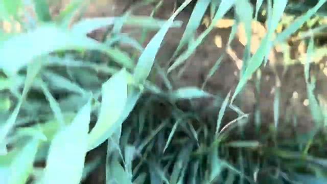 Озимая пшеница Гром. Калмыкия.