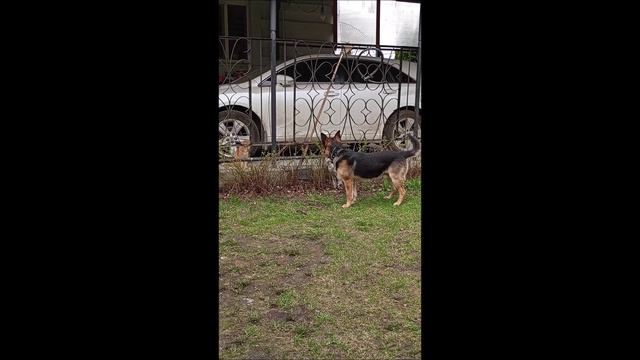 Собака. Кот. Том и Кос