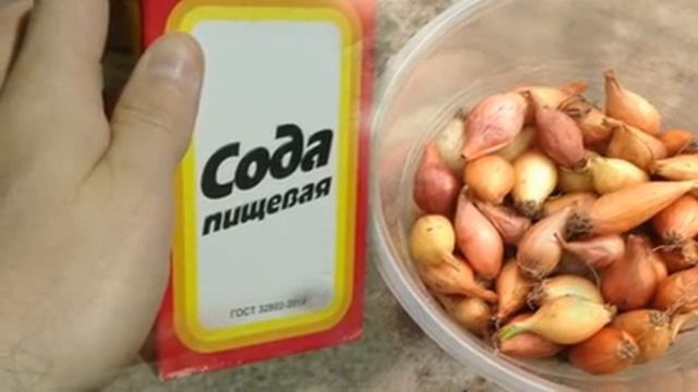 🧅 В ЧЕМ ЗАМОЧИТЬ ЛУК-СЕВОК ПЕРЕД ПОСАДКОЙ? 3 СПОСОБА ДЛЯ МАКСИМАЛЬНОГО УРОЖАЯ!