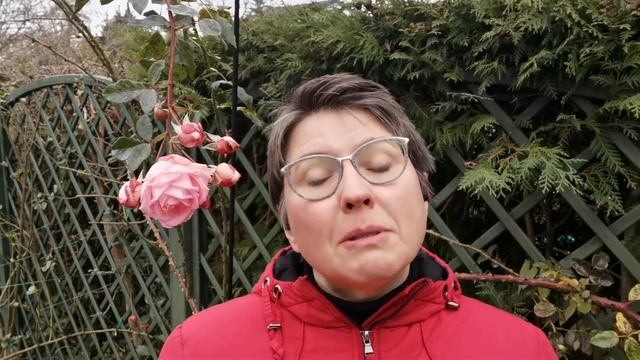 Нужно ли укрывать розы в Германии?