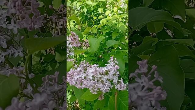 НЕ СТОИТ БЛИЗКО ПОДХОДИТЬ!!! ОСЫ!!! Много!!!