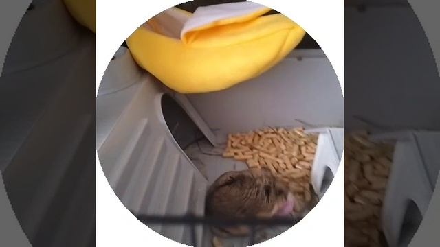 Побег из Шоушенка 🐹