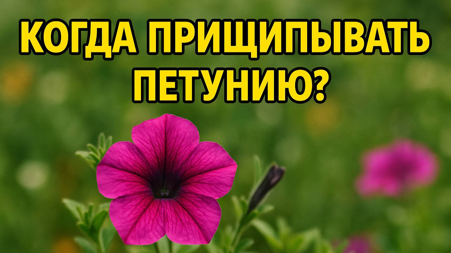 Главное не пропустить! Когда прищипывать петунию