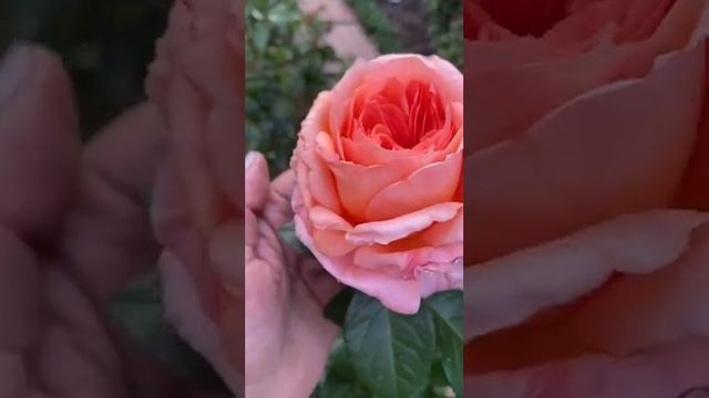 Роза Амур де Молен завершение сезона. Очень романтичн?